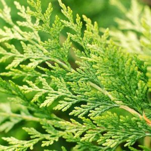 Cipresso Leylandii (Cupressocyparis leylandii)