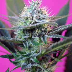 + Speed Auto Sweet Seeds