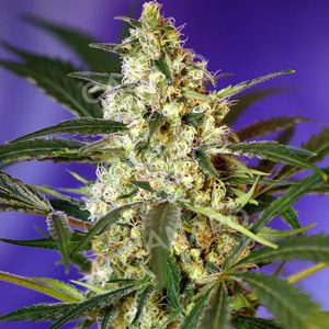 Fast Bud #2 Auto Sweet Seeds